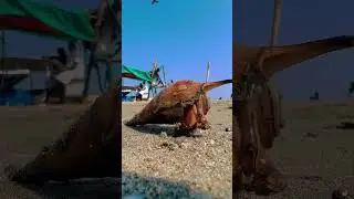 Wonders in the Deep Sea.  Part 11