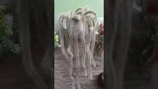 rabo de macaco arrepiado fazendo barulho