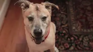 Foster, The Dog Behind The Brand: CLAWGUARD Commercial