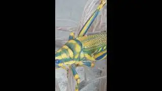 Grass Hopper Natural Beauty