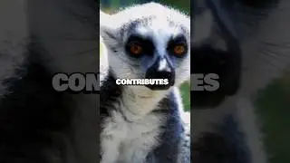 The MORNING Routine of LEMURS 🐒🌞 | Animal Facts