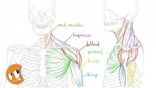 Stream: Anatomy Tips