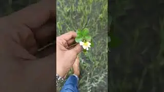 প্রেমে পরা বারন।
