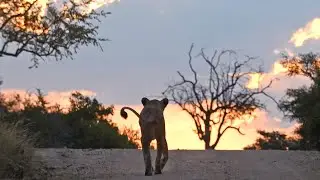Lonely Lioness Searches Everywhere and Calls for Her Mother