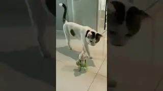 komik videolar
