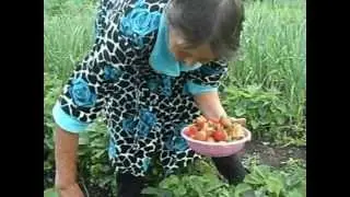 Сбор клубники