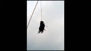 Crow Finger (DEATH EDITION)