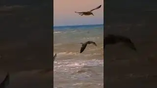 Видео стихи. Лариса Рубальская (13 августа).