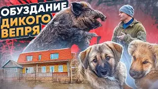 КАК ОБУЗДАТЬ МОЩЬ ДИКОГО ВЕПРЯ? РАЗМЕРЕННАЯ ЖИЗНЬ НА ХУТОРЕ ВДАЛИ ОТ ГОРОДА
