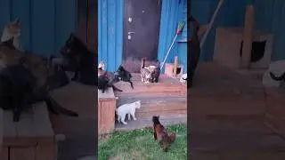 Привёз Вкусняшки Котикам #котики