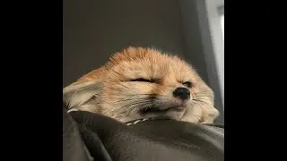 Zitraks stream | Кураме объясняйся