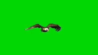 Eagle flying // Green screen eagle flying // Flying eagle green screen // chroma key // eagle walk /