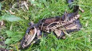 Creepy Opossum Skeleton