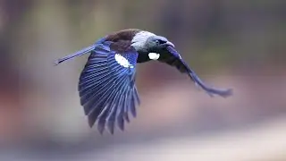 Tui Bird Call 2021