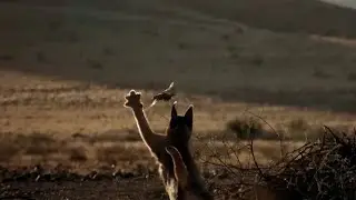 Caracal – The Leaping Cat and Bird Hunter! Caracal vs. Jackals: Fascinating Facts
