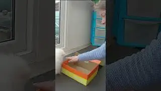 Puppy learning to step into a box