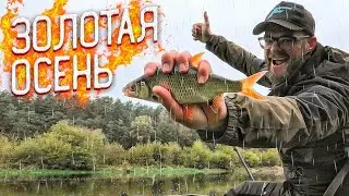 Осенняя ЛОВЛЯ ФИДЕРОМ на РЕКЕ. Красивые ПОКЛЁВКИ. Рыбалка в Беларуси 2020.