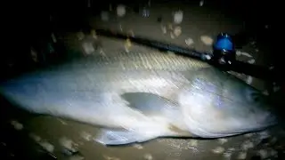 Night of the Giants - 50 POUND STRIPED BASS - Big, Biggest & Bigger Striper Fishing