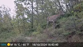 Cerva 🦌 - Cervus elaphus #fototrappolaggio #cervo #trailcamera #deer #fototrappola