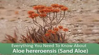 Everything You Need To Know About : Aloe hereroensis (Sand Aloe)