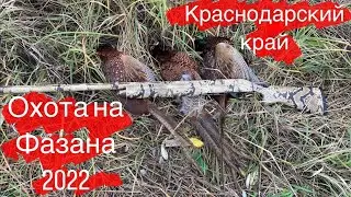 ОХОТА на ФАЗАНА с Курцхааром! Рэй не подвёл. 