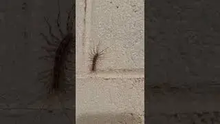 Joe Biden’s AI Robots Invaded My House Again! #BidenPedes #BidenSpiders #OswaldBigBoy24