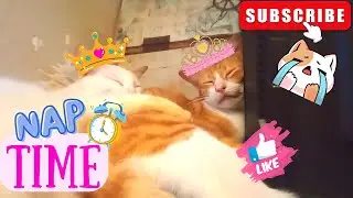 Cats napping together | We nap like this! | Akira feat. Eiji