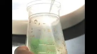 Drosophila Larval NMJ Dissection