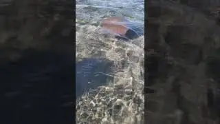 jellyfish 😱😱 