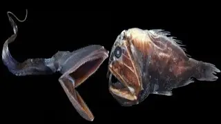 10 Bizarre Sea Creatures That Look Like They're Not Real