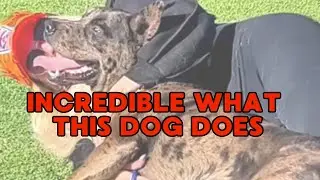 What this incredible dog does will blow your mind🐶🥰