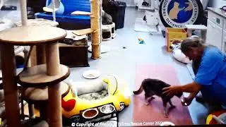 FFRC Vernon eating uninterrupted, and locked up kitten released!