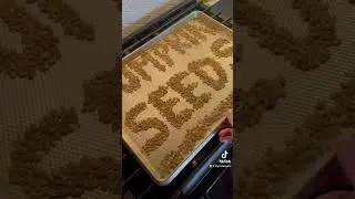 Pumpkin seeds spelling out “PUMPKIN SEEDS” to promote “Pumpkin Seeds”. Available & shipping now.