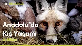 Anadolu'da Kış Yaşamı | 3. Bölüm | TRT Belgesel
