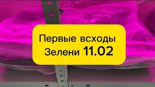 11 февраля 2024 г.