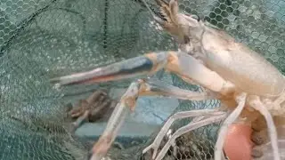 UMPAN TERBAIK BUBU PAYUNG,LIHAT HASILNYA #bubupayungudang #jalaikan #petualang #viral #alam #ikan