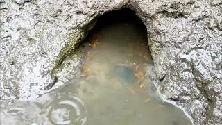 Hatching baby young Albino janitor fish caught in cave || plecos fish