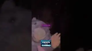 гламур бобр курва #shorts #гламур #бобр