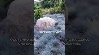 Овсяница #садыроссии #саженцы #сад