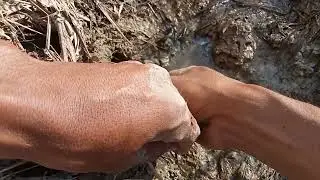 belut disawah ini,, gak mau habiis,,#eelfishing @manggarpas6904
