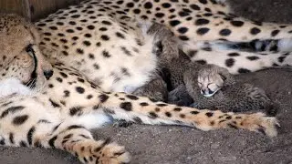Cheetah Conservation Center - Behind the Scenes Tour
