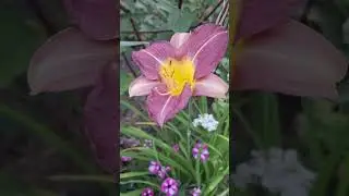 #дачнийагроном #квіти #сад #гортензії #вечір