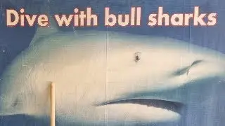 Bull Sharks INPINCIPLE
