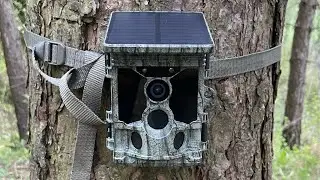 Wachman Solar PRO 4K - diviak lesný (sus scrofa)