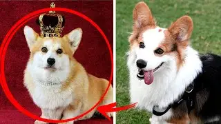 5 Пород Собак Которые Невероятно Умны