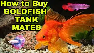 How to Buy GOLDFISH Tank MATES