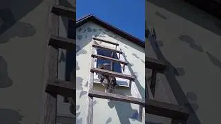 кто знает почему коты... 🐱 🐱 #bilding
