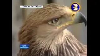 Охота с хищными птицами