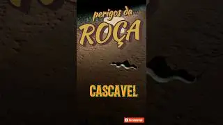PERIGOS DA ROÇA - cobra cascavel #agro