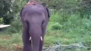 ആനക്കുട്ടിയ്ക്ക് ഭക്ഷണം വാരി കൊടുക്കുന്ന മനോഹരമായ കാഴ്ച.....😂😍😘👇👇👇